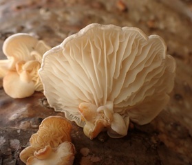 PA280749a.jpg